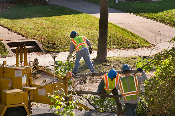 Best Arborist Consultation Services  in Westville, OK